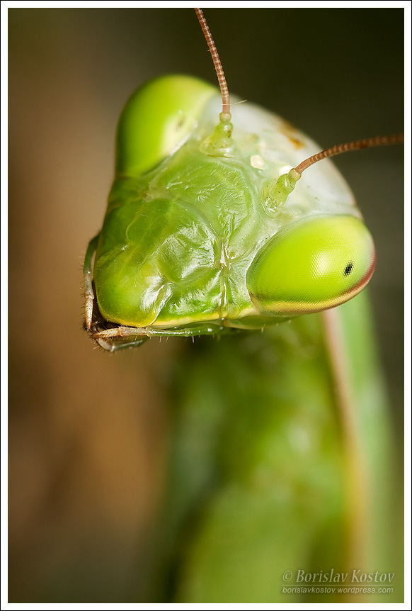 Praying Mantis 2 VI
