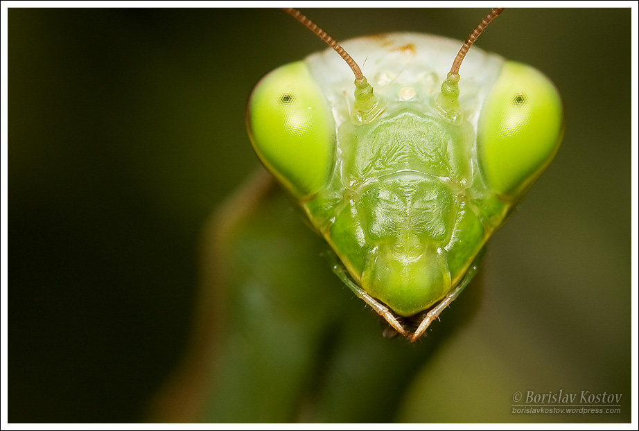 Praying Mantis 2 VII