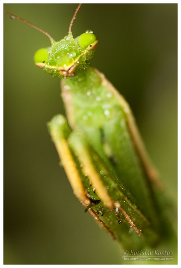 Praying Mantis 2 VIII