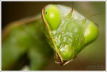 Praying Mantis 2 IX by BorislavKostov