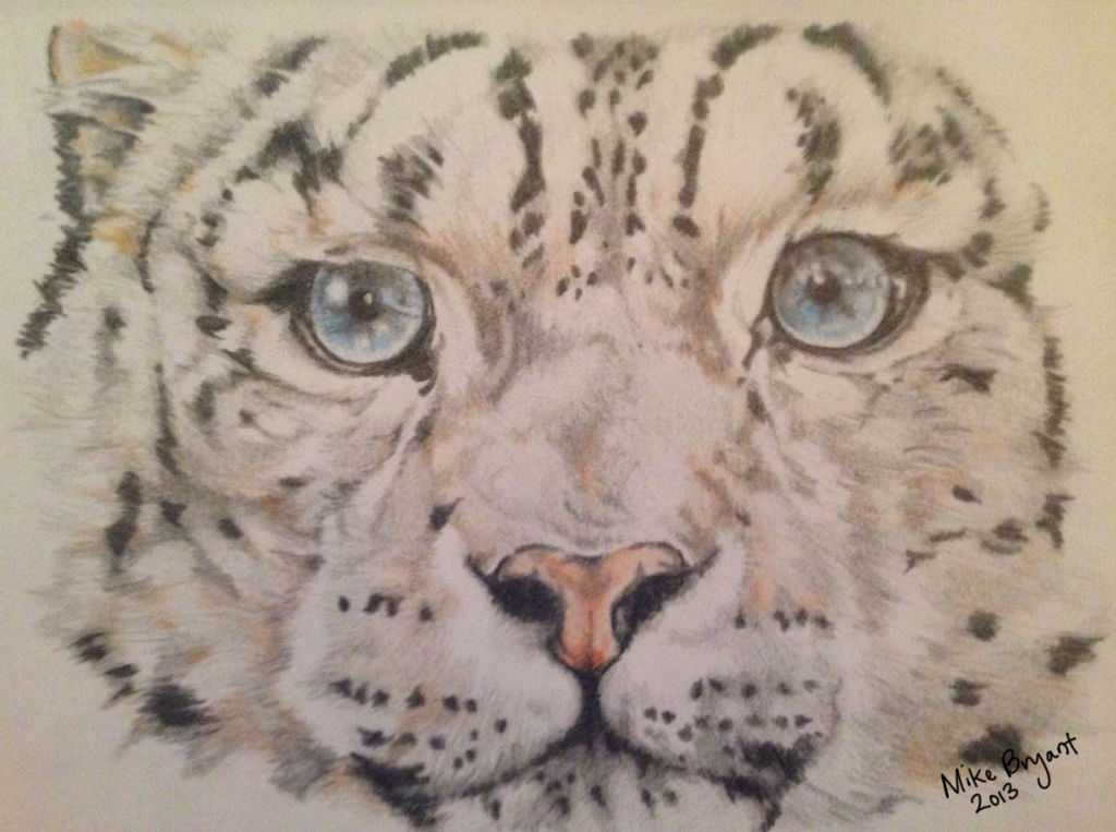 Snow-Leopard Colored-Pencil