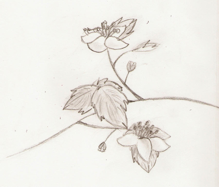 Flower Sketch....Thingy
