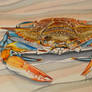 Blue Crab