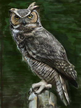 IPad art: owl doodle