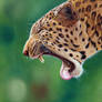 Yawning Leopard