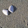 Shell on the sand