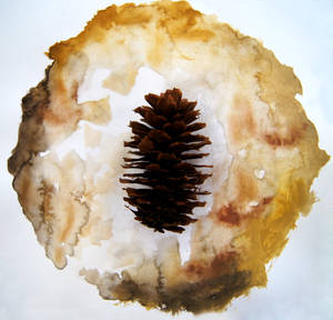 Pine cone