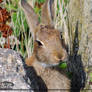 Hungry Hare