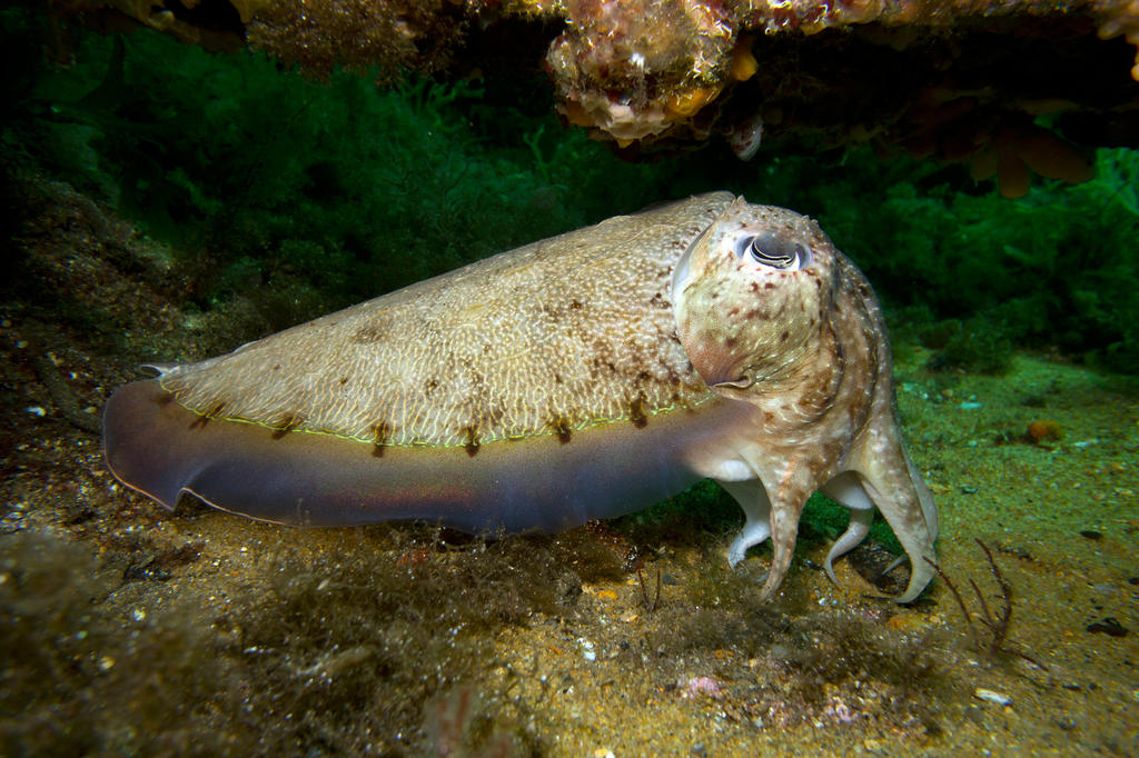 White cuttlefish by primordialsea on DeviantArt
