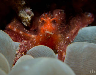 Orangutan Crab detail