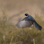 Restless flycatcher