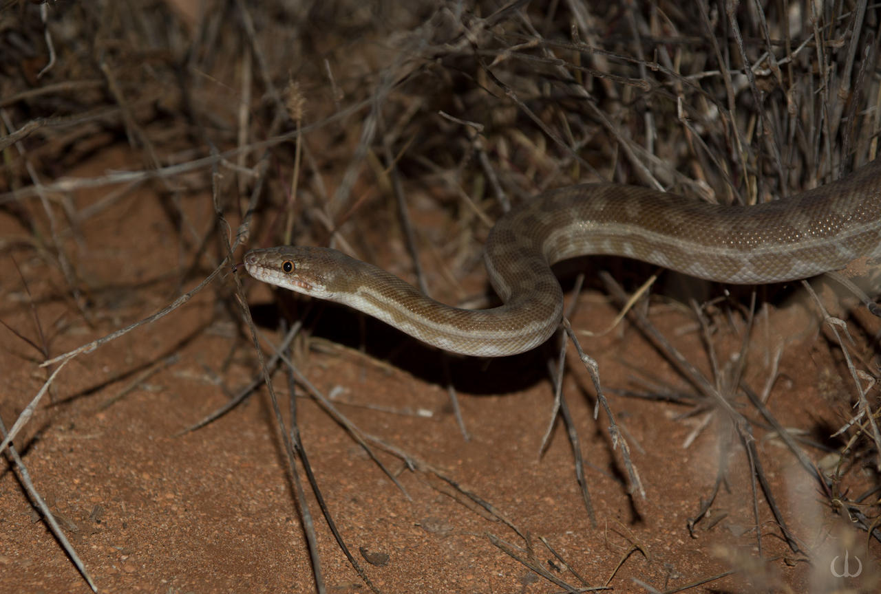 Children Phython Children's python by primordialsea on DeviantArt