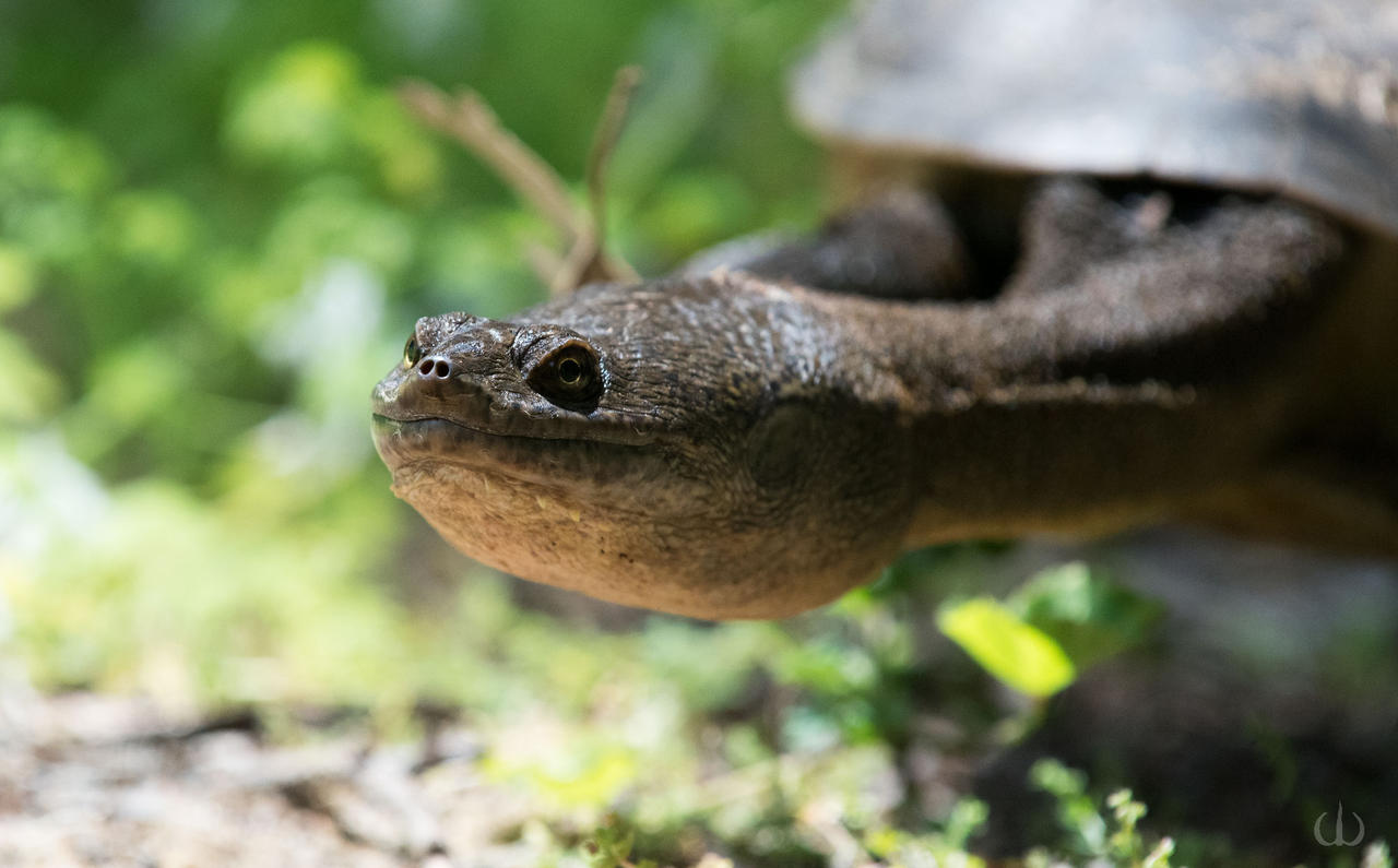 South Western Snake-necked Turtle by primordialsea on DeviantArt