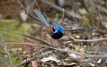 Blue-breasted Fairywren (Malurus pulcherrimus)