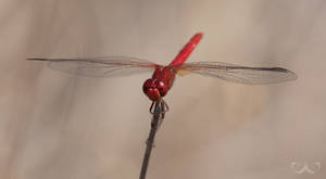 Red Dragonfly