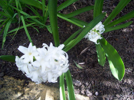 Hyacinth