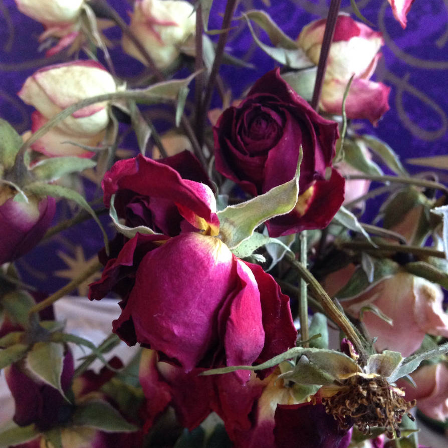 Dead Roses by Rachel-Shell818 on DeviantArt