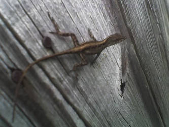 Lizard On The Fence