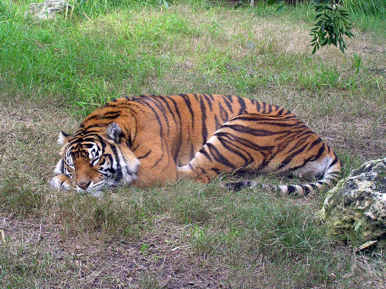 Sleeping Tiger