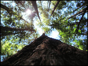 Muir Woods I