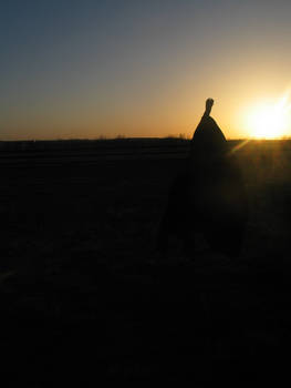 Cartwheel in the sunset