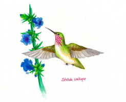 Calliope hummingbird