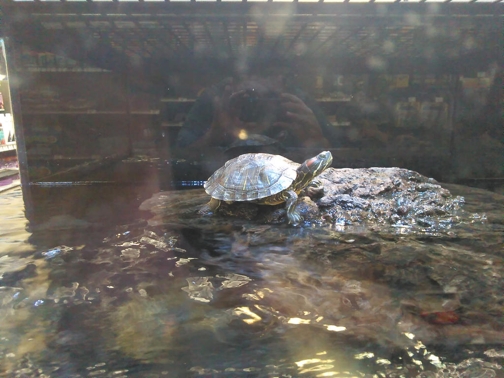 Turtle on the Rocks by Marco-the-Scorpion on DeviantArt