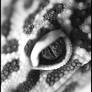 Leopard Gecko