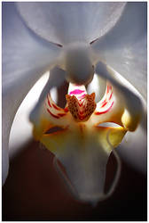 Orchid