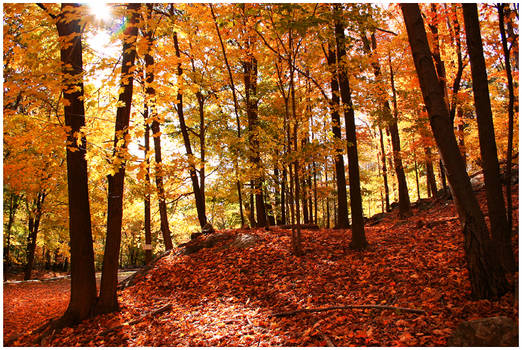 Autumn in the Northeast