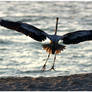 The Landing