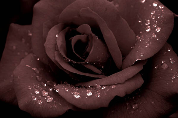 The Flower by lost-inmyself