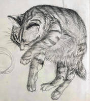 Cat Study