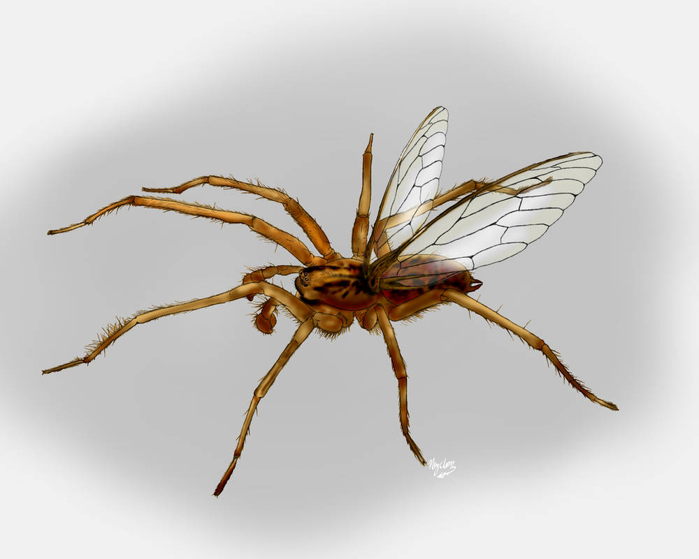 Flying Spider By NothingIs True On DeviantArt
