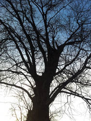 Tree at the sunset