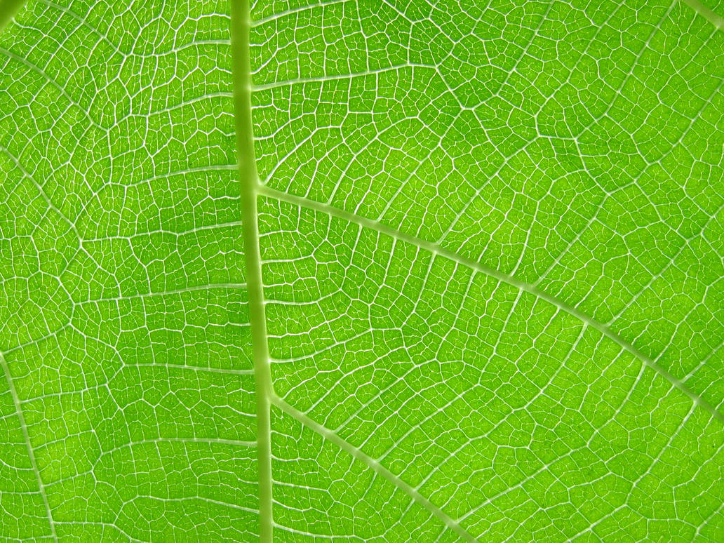 Leaf texture by idolminds on DeviantArt