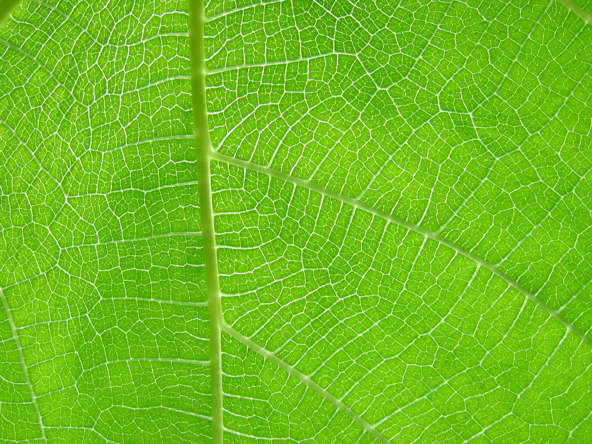Leaf Texture By Idolminds On DeviantArt leaf-texture-by-idolminds-on-deviantart