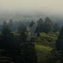 The Forest