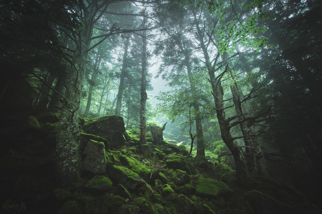 Woodland Cathedral by Onodrim-Photography Woodland Cathedral by Onodrim-Photography