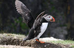 Puffin 6 by bengtsgard