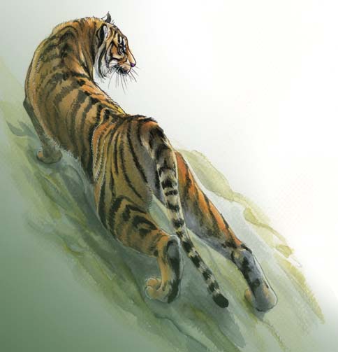 Sumatran tiger