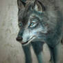 Blue Wolf