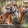 Sumatran tiger2