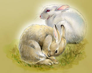 RABBITS