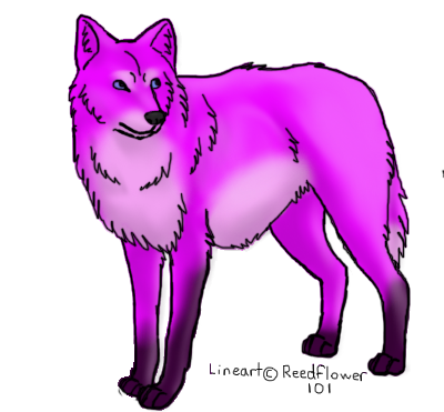 Coloured wolf