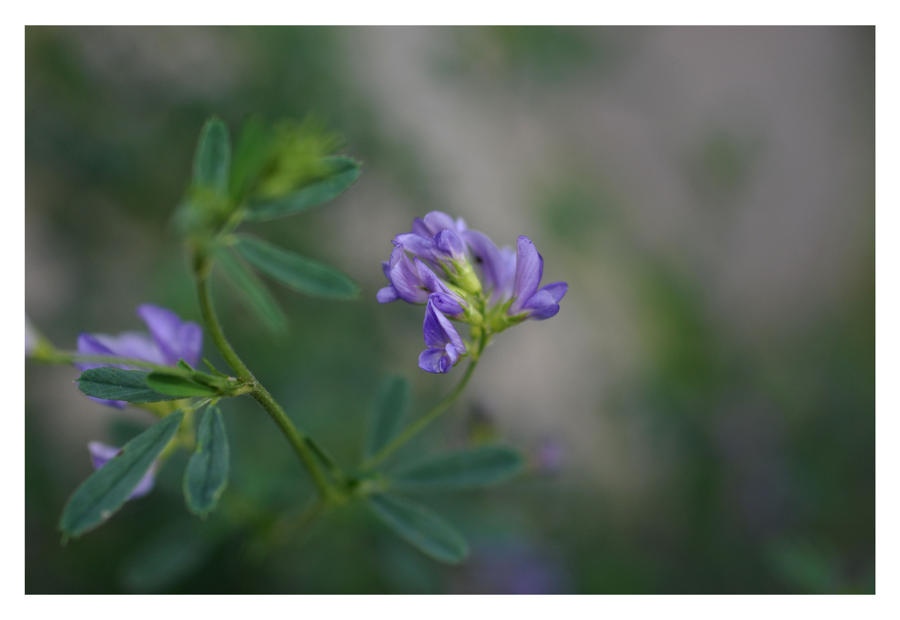 Wild Flowers- Mill Creek 1