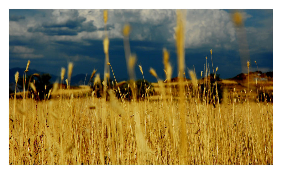 Golden Grass