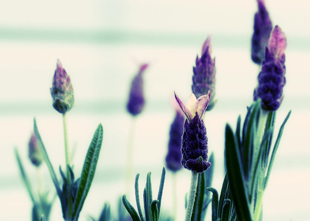 Spanish Lavender Wallpaper