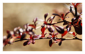 Spring Zen