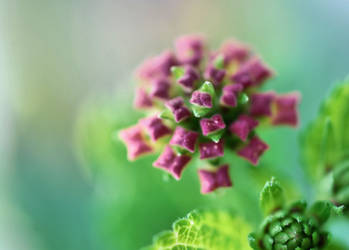 Lantana